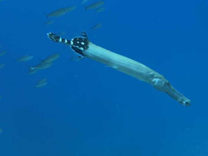 Free Diving and Snorkeling Experience Turtle Beach - Apnea Diving Training