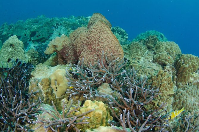 Freedive Trip Koh Kood or Koh Rang National Park ( Start at Ko Kut) - Participant Requirements