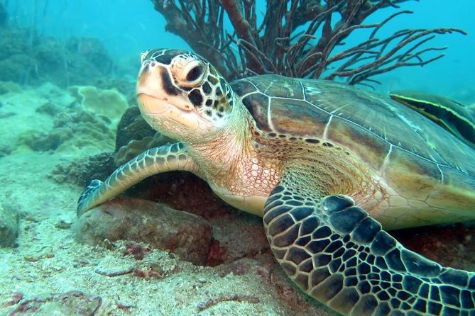 Freediver Advanced (Start at Koh Chang) - Course Details