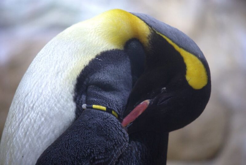 French Riviera: Marineland Entrance Ticket - Diverse Marine Life