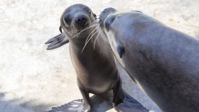 French Riviera: Marineland Entrance Ticket - Aquarium Highlights