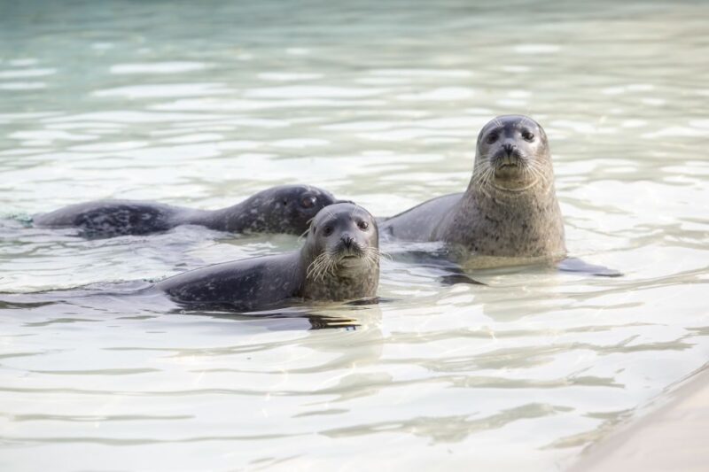 French Riviera: Marineland Entrance Ticket - Popular Family Fun Park