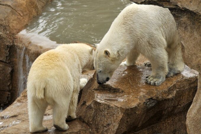 French Riviera: Marineland Entrance Ticket - Ticket Inclusions