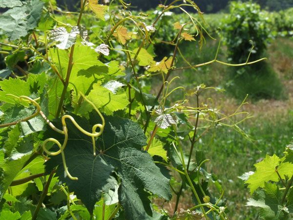 French Riviera: Provencal Wine Tours - Included in the Tour