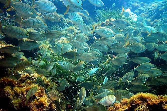 French Riviera Villefranche Bay Snorkeling Tour From Nice - Group Size and Capacity