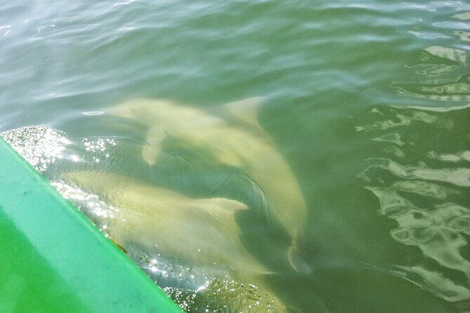 Friday and Saturday 1 pm Dolphin Tour - A Closer Look at the Experience