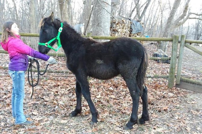 Friesian Herd Tours, Workshops, Classes and Retreats in the Kettle Moraine Area. - Accessibility and Booking Information