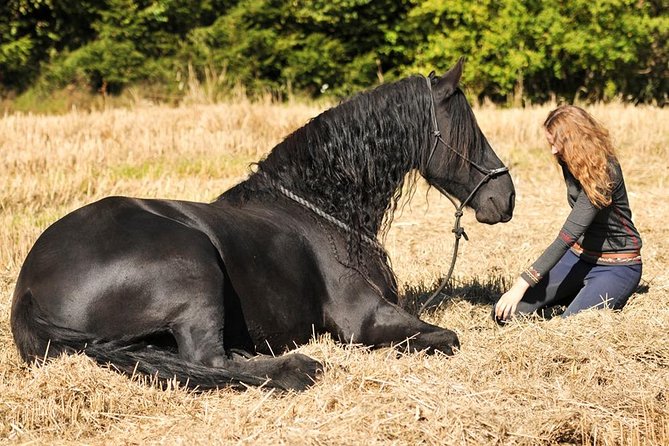 Friesian Herd Tours, Workshops, Classes and Retreats in the Kettle Moraine Area. - Cancellation Policy and Confirmation