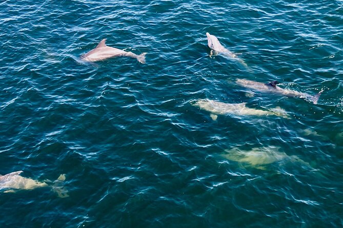 Frisky Mermaid Dolphin + Scenic Bay Sightseeing Tour - Wildlife Sightings