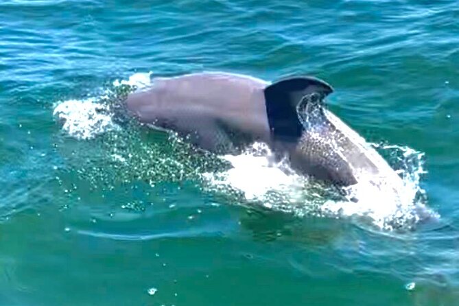 Frisky Mermaid Dolphin + Scenic Bay Sightseeing Tour - Customizable Itinerary