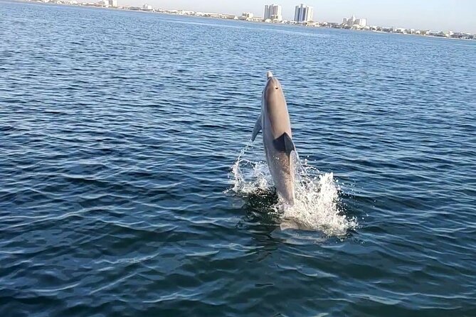 Frisky Mermaid Dolphin + Scenic Bay Sightseeing Tour - Boat Cruise Experience