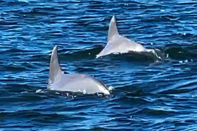 Frisky Mermaid Dolphin + Scenic Bay Sightseeing Tour - Tour Reviews and Ratings