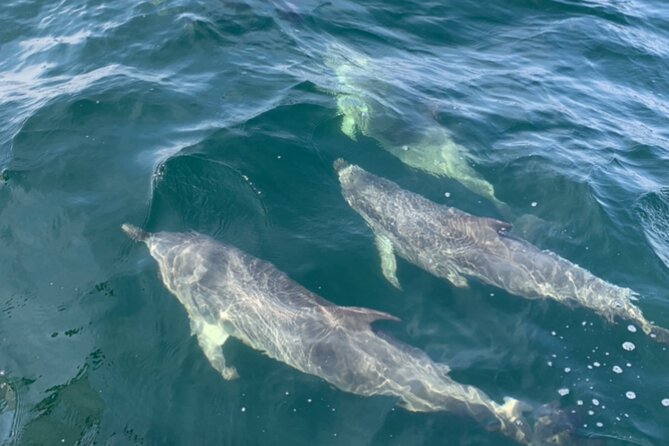 Frisky Mermaid Dolphin + Scenic Bay Sightseeing Tour - Participation and Accessibility