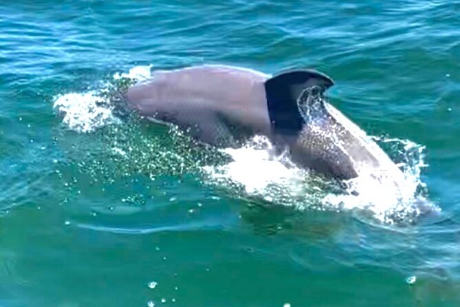 Frisky Mermaid Dolphin Tour + Secluded Beach + Equip - Location and Meeting Point