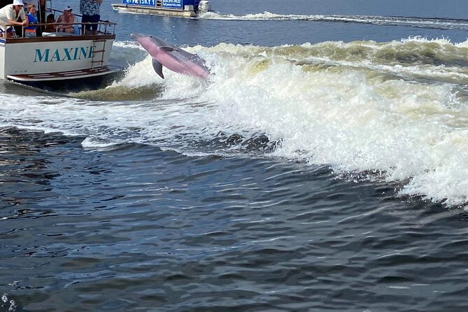 Frisky Mermaid Public Dolphin + Sightseeing Cruise Up to 49 Pax - Prices and Availability