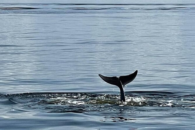 Frisky Mermaid Public Dolphin + Sightseeing Cruise Up to 49 Pax - Crew and Experience