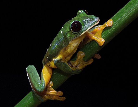 Frog Watching Jungle Night Walk - Group Size and Requirements
