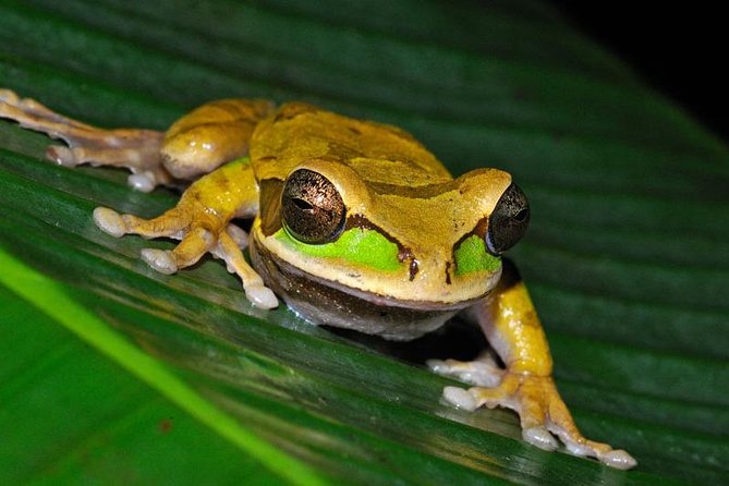 Frog Watching Night Walk - Tour Overview