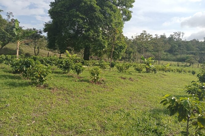 Frogs-Sloths and Coffee- Chocolate Tour - Tour Overview and Details