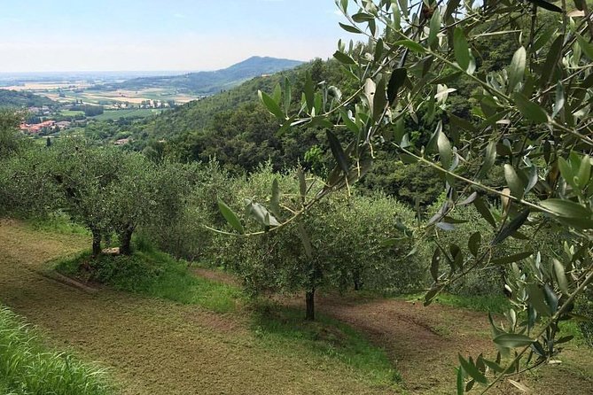 From Abano Montegrotto Olive Oil & Wine in the Euganean Hills - Tour Inclusions