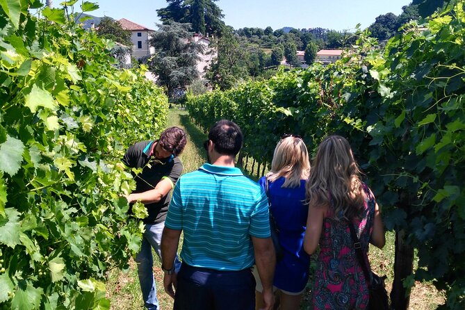 From Abano Montegrotto, Wine Tour in the Euganean Hills - Booking Details and Cancellation Policy