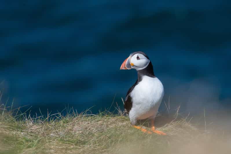 From Aberdeen: North East Coastal Trail Small-Group Tour - Key Points
