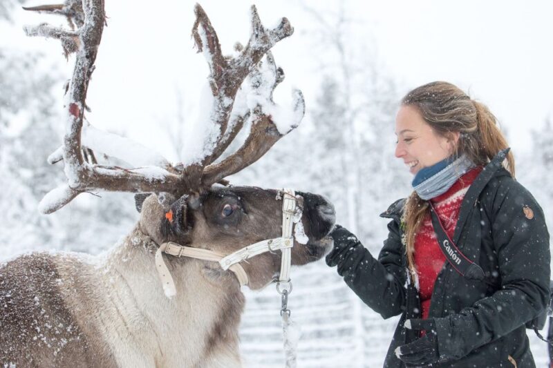 From Abisko/Björkliden: Jukkasjärvi Sami and Reindeer Tour - Tour Overview
