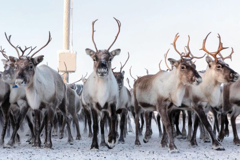 From Abisko/Björkliden: Jukkasjärvi Sami and Reindeer Tour - Inclusions