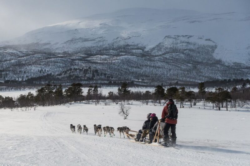 From Abisko: Dog Sledding Excursion to Kiruna With Fika - Pricing and Booking