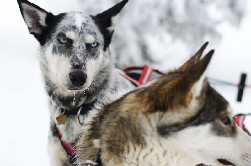 From Abisko: Dog Sledding Excursion to Kiruna With Fika - Experience Highlights