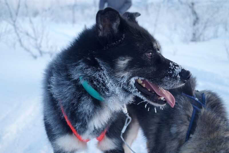 From Abisko: Dog Sledding Excursion to Kiruna With Fika - Inclusions and What to Bring