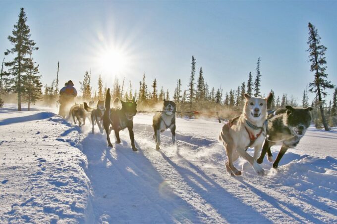 From Abisko: Dog Sledding Excursion to Kiruna With Fika - Scenic Arctic Wilderness