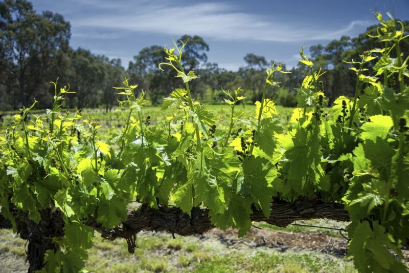 From Adelaide: Barossa Valley Guided Bus Tour - Key Points