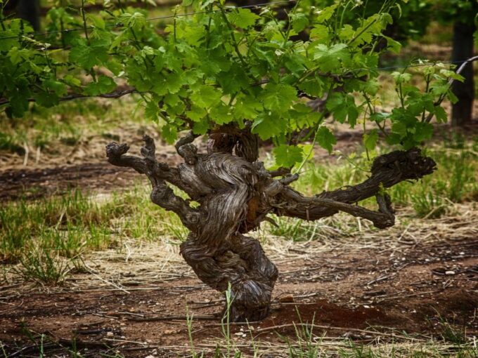 From Adelaide: Barossa Valley Guided Bus Tour - Boutique Wineries