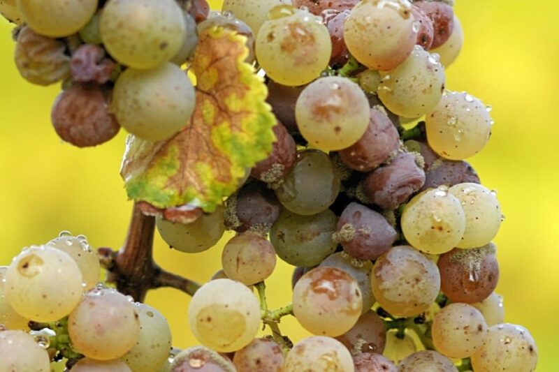 From Adelaide: Clare Valley Winery Tour - Frequently Asked Questions