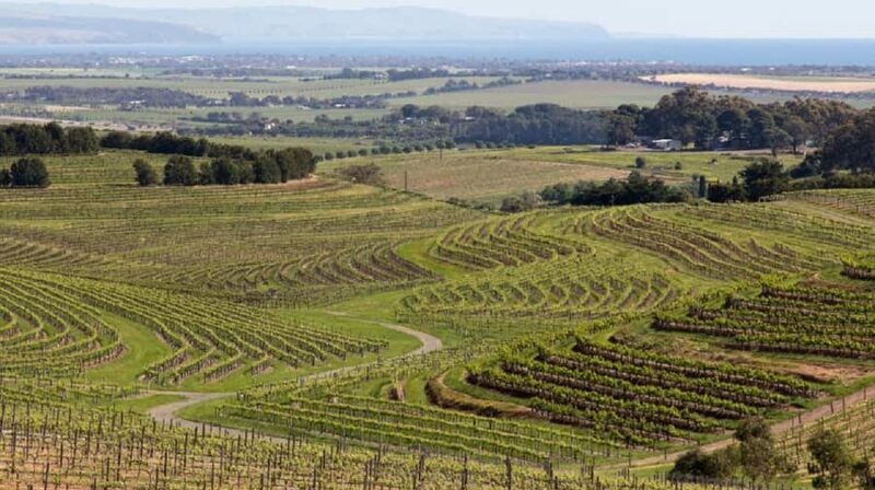 From Adelaide: McLaren Vale Winery Tour with Hahndorf Stop - An In-Depth Look at the Tour