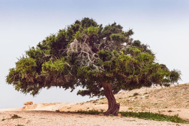 From Agadir: 4×4 Jeep Desert Safari With Lunch and Pickup - Lunch Experience