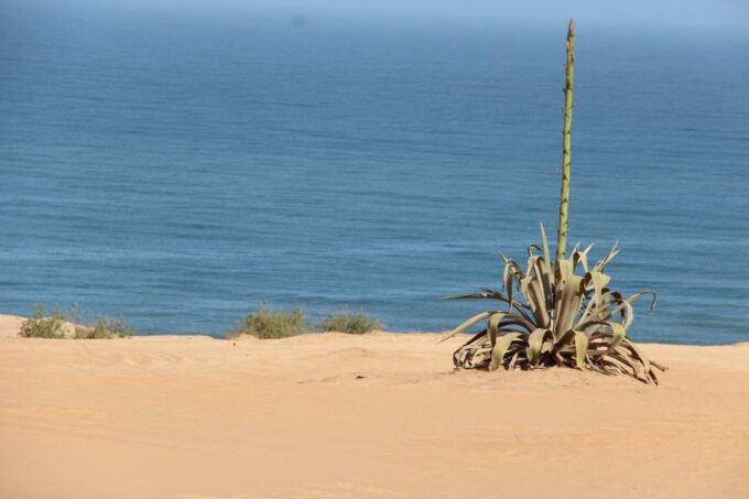 From Agadir: 4×4 Jeep Sahara Desert Tour With Lunch - Free Cancellation and Reservation
