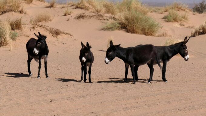 From Agadir: Massa Sahara Desert Day Trip - Tiznit Old Medina Tour