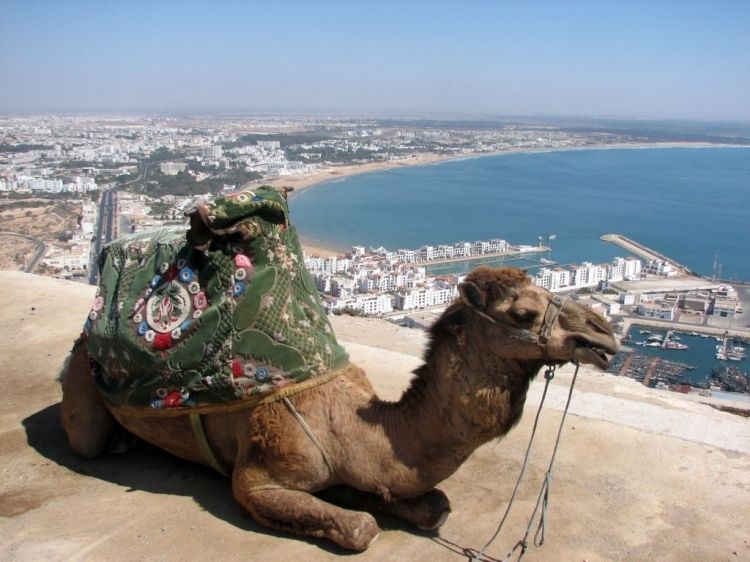 From Agadir or Port : City Sightseeing Tour - Iconic Kasbah and Panoramic Views