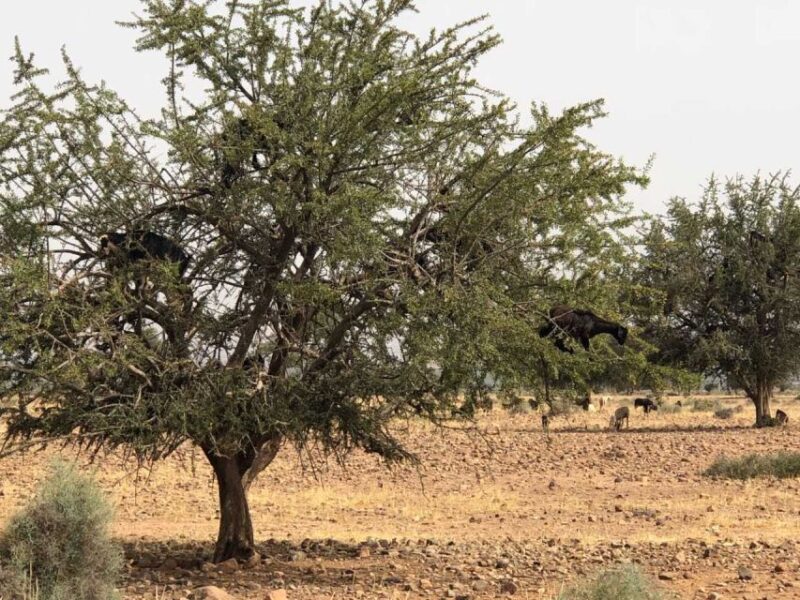 From Agadir or Taghazout: 2-Day Sahara Desert Tour to Zagora - Day 1: Travel to Zagora