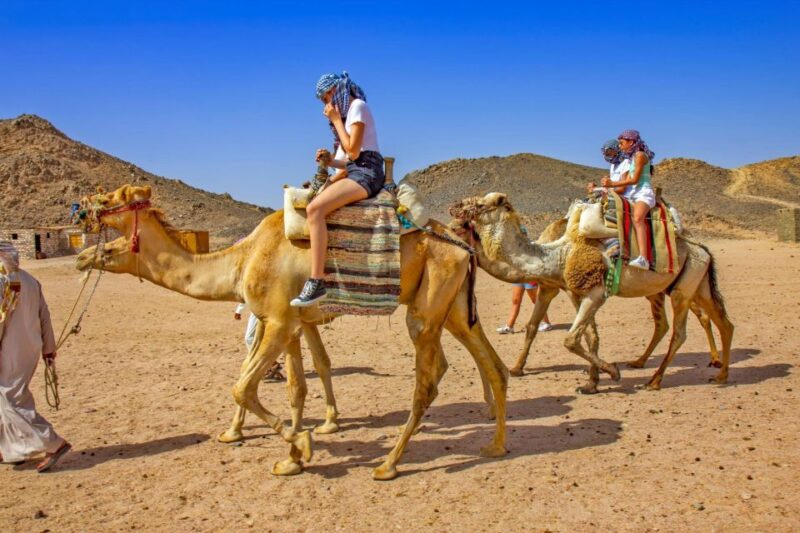 From Agadir or Taghazout: Camel Ride and Flamingo River Tour - Pricing and Languages