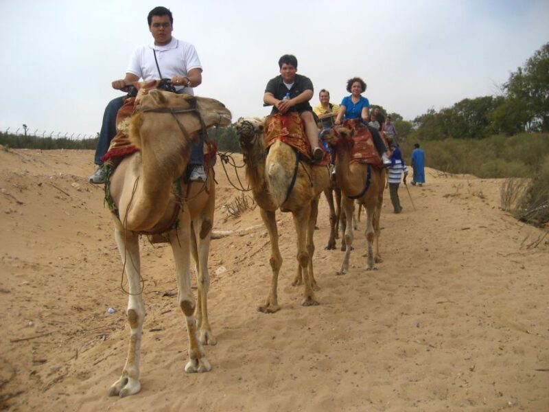 From Agadir or Taghazout: Camel Ride and Flamingo River Tour - Experience Highlights