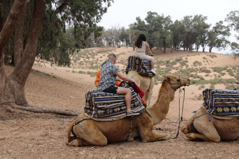 From Agadir or Taghazout: Camel Ride Tour & Flamingos Watch - Tour Duration and Pricing