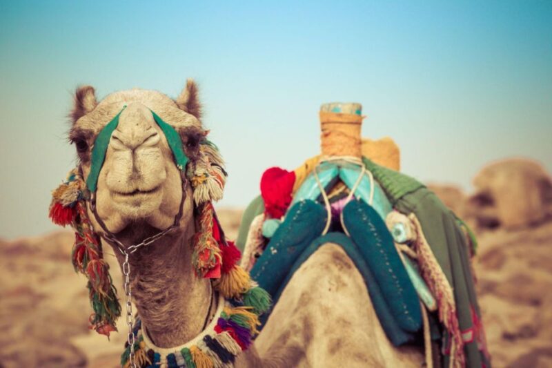 From Agadir or Taghazout: Camel Ride Tour & Flamingos Watch - Guided Tour Experience