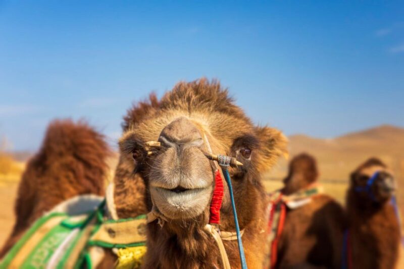 From Agadir or Taghazout: Flamingo River Camel Ride With Tea - Inclusions