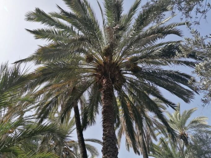 From Agadir: Paradise Valley Visit & Sandboarding With Lunch - Frequently Asked Questions