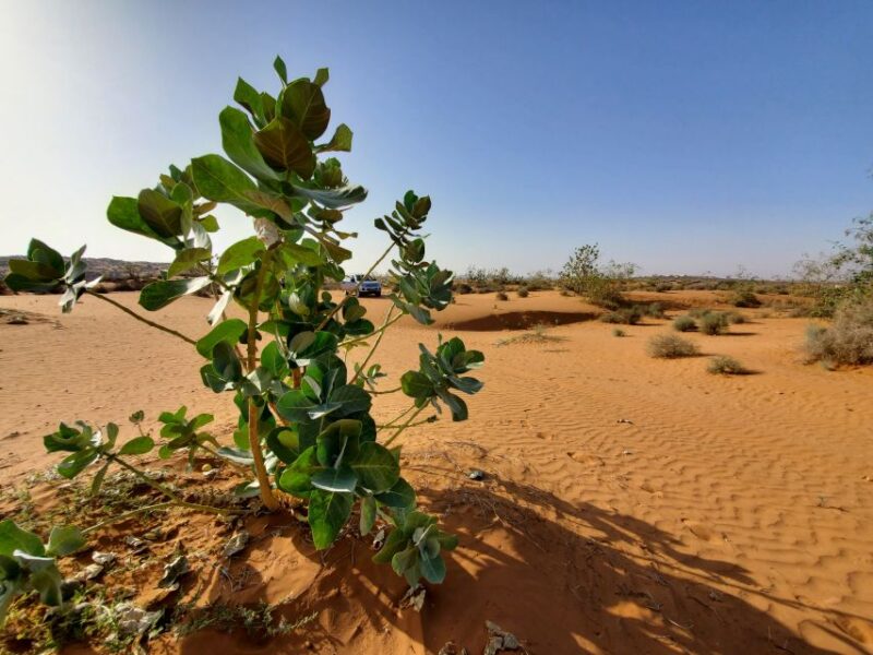 From Agadir: Sahara Desert Day Trip and Camel Ride - Included Features