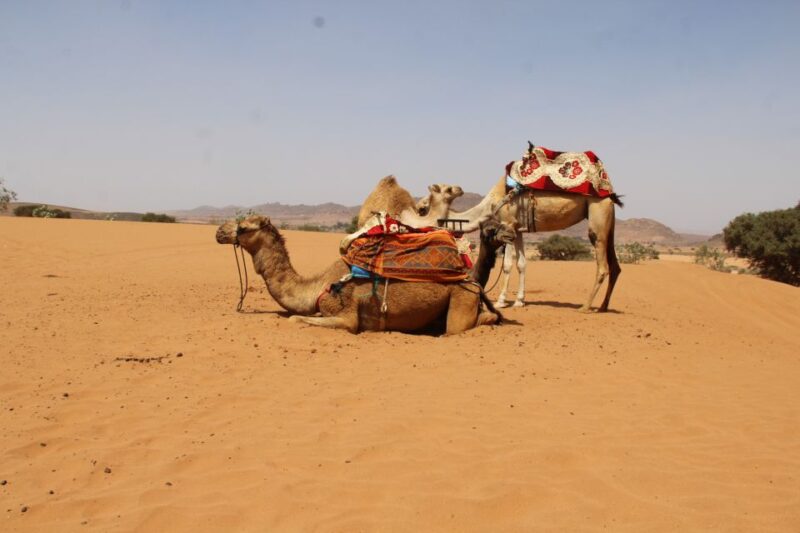From Agadir: Sahara Desert Day Trip in 4×4 Jeep - Key Points