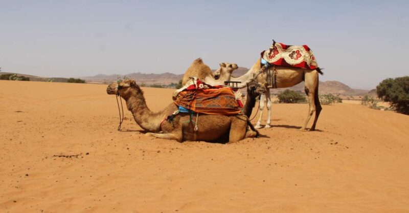From Agadir: Sahara Desert Day Trip in 4×4 Jeep - Activities and Experiences